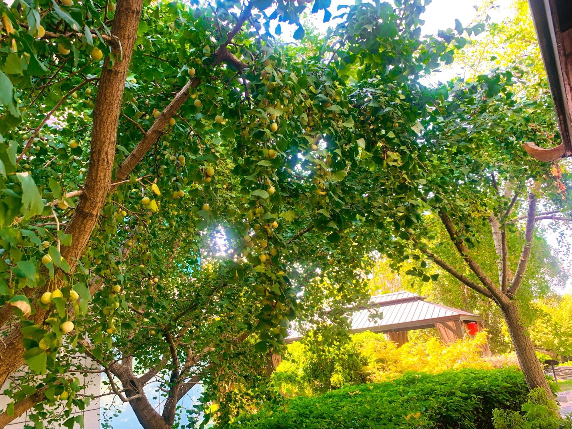 Shushe Hotel Thượng Hải Ngoại thất bức ảnh